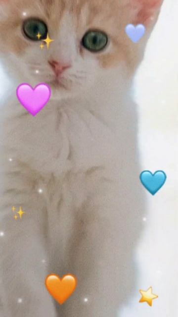 Очень милые котики 🐱