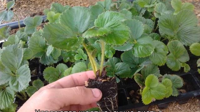 Земляника Альба смотреть онлайн