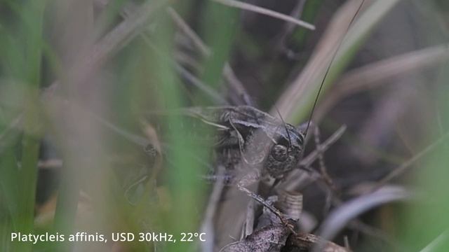 Platycleis affinis -- Südliche Beißschrecke -- Tuberous Grey Bush-cricket смотреть онлайн