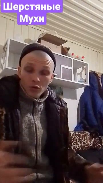 МУХИ ВМЕСТО ОВЕЦ