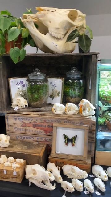 The Plants Of The Toronto Reptile Expo! #canadianreptilebreedersexpo #canadianaquaticexpo #plantexp