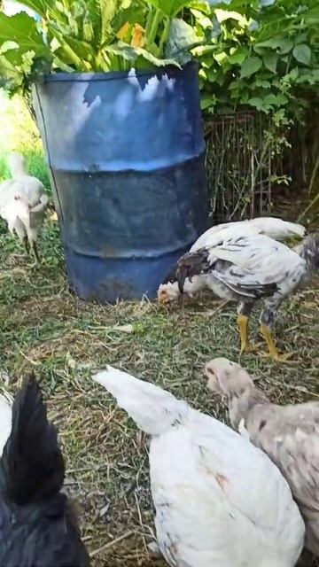 Гергебильские цыплята смотреть онлайн