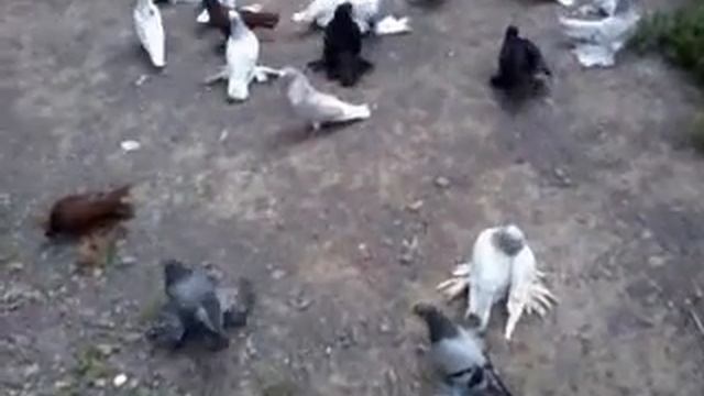 ГОЛУБИ 2 смотреть онлайн