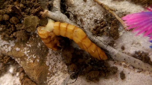 Formica Subsericea Colony Eating Mealworm