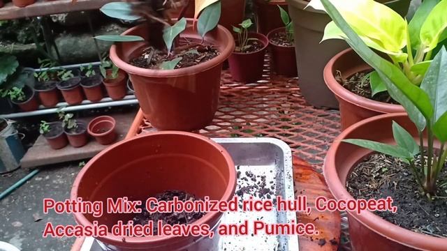 Philodendron Golden Calkin | Repotting.