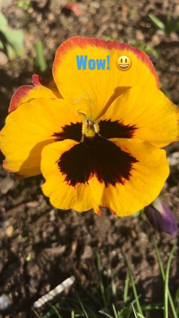 Awesome Flower and Color in My Winter Garden / Winter Bloom 🥰 смотреть онлайн