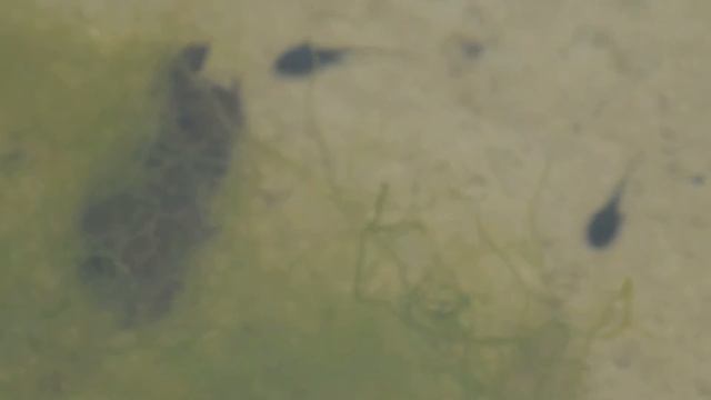 Rhinella marina tadpoles смотреть онлайн