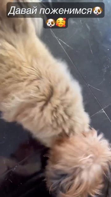 Сопротивление бесполезно 😂🐶🐶🥰#давайпоженимся#будьмоей#собакимы#милка#петя#дружба#любовь#добьюсь#