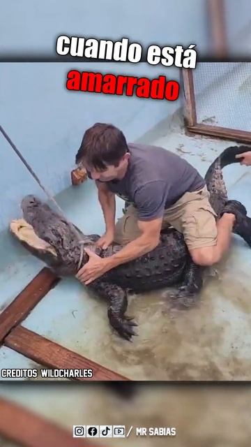 Así es Como se Tiene que Atrapar un Caimán! 😱 смотреть онлайн