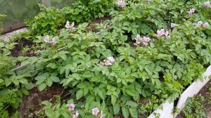 Как цветёт картофель Ариэль