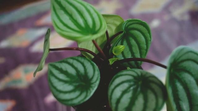 RARE PLANT UNBOXING and HAUL #2 смотреть онлайн