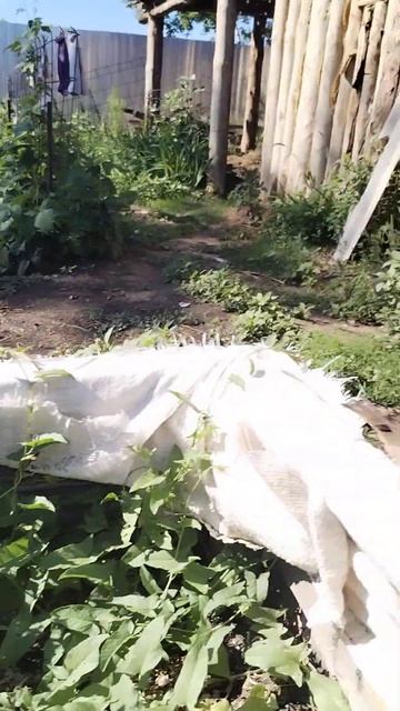 птенчик воробушка. ещё желторотик😍 #natural #biology #shortsvideo #2023 #биология #животные #птица смотреть онлайн