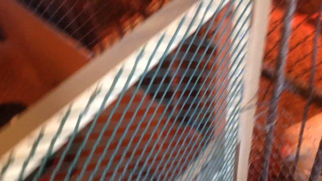 Новый дом для бройлеров 02.05.2019 год смотреть онлайн