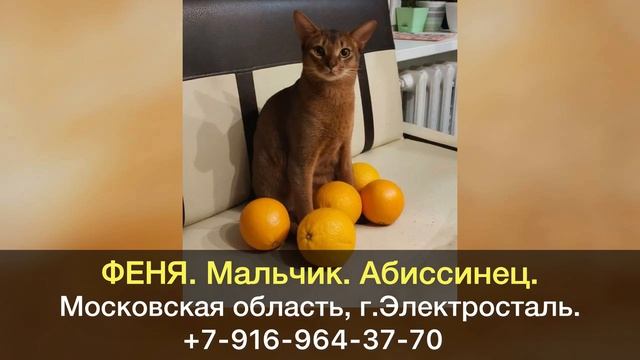 Пропал кот! ФЕНЯ. Мальчик. Абиссинец. Московская область, г.Электросталь. смотреть онлайн