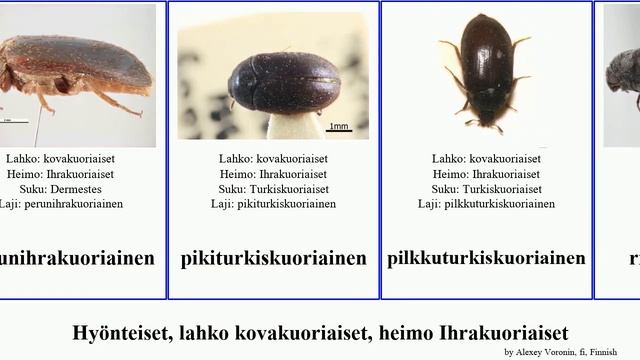 Hyönteiset, lahko kovakuoriaiset, heimo Ihrakuoriaiset insect vyöturkiskuoriainen karekuoriainen смотреть онлайн