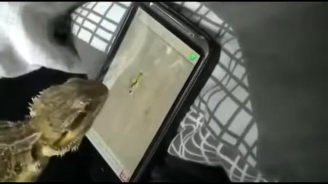 Ящерица играет на телефоне смотреть онлайн