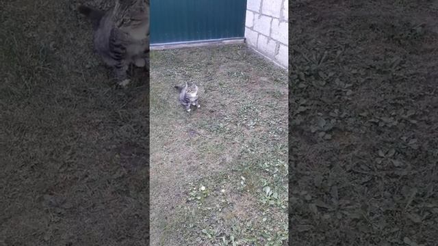 Игра в кошки-мышки