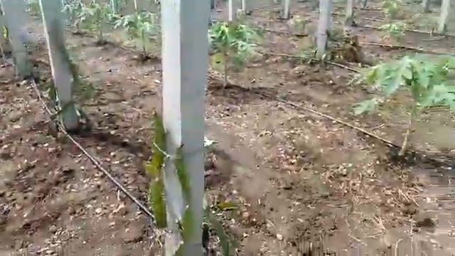 2 months old plantation of Dragon fruits and Papaya смотреть онлайн
