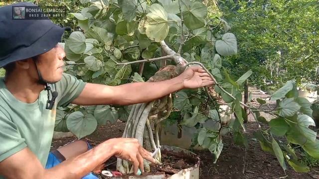Cara Menekuk Batang Bonsai Waru Ukuran Besar смотреть онлайн