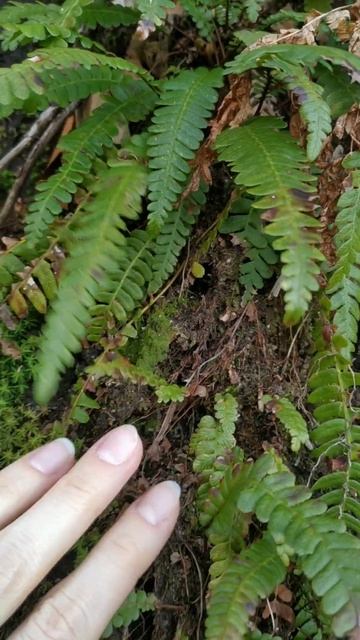 В весеннем лесу в Аджарии, мхи и папоротники #botanist #ботаник смотреть онлайн