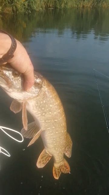 Щука в жару #fishing
