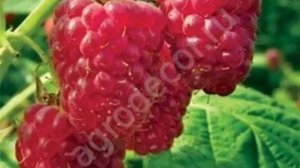 Малина ремонтантная Королевский пингвин