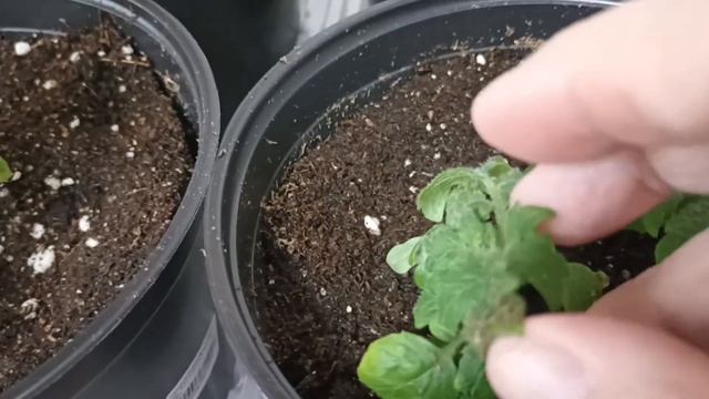 Томаты. Страдальцы... смотреть онлайн