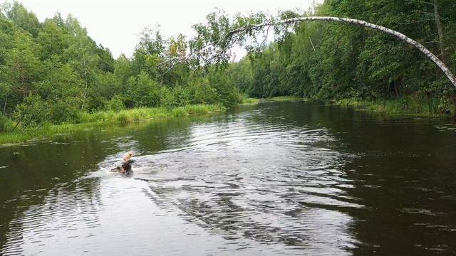 LIZA смотреть онлайн