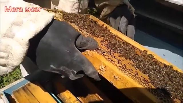 Пересадка пчелопакетов в ульи. Transplanting bee packages into hives. смотреть онлайн