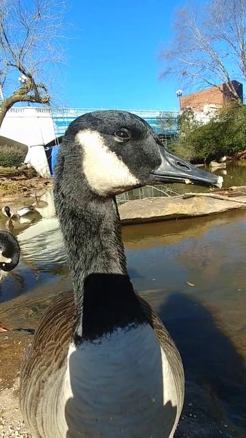 Cornbaby Sleepy Moments