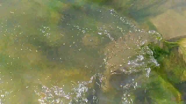 Roberta Flack - Mood ( Настроение ) смотреть онлайн