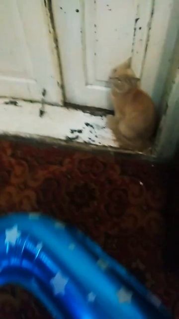 🐾🐱Как можно приманить кошку разными способами без обмана!!!🐱🐾 смотреть онлайн