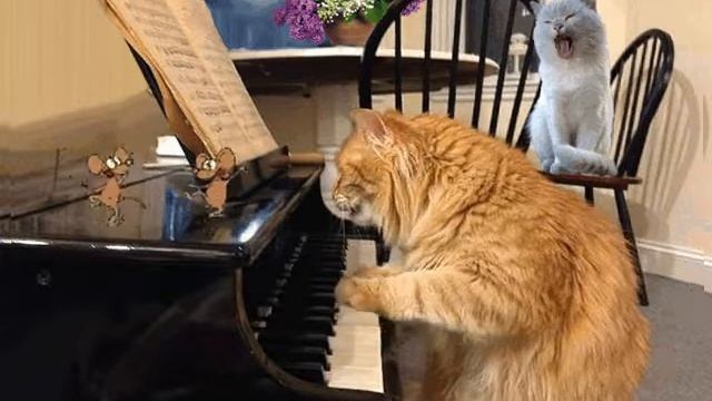 Кошачие песни смотреть онлайн