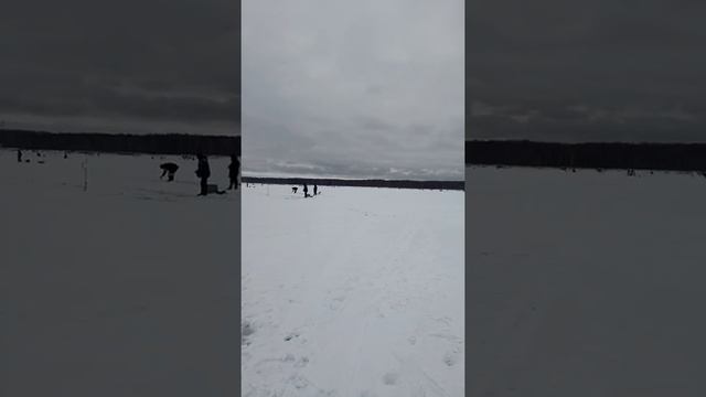 Корюшка 2018, 120штук