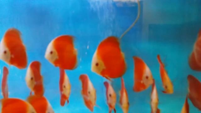 Red melon discus at discus america смотреть онлайн