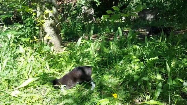Папа играет с шерстяными малышами