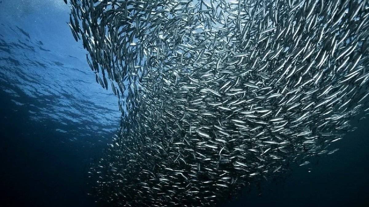 РР4 фарм и сборка третьего матчевого удилища (56 серия) смотреть онлайн