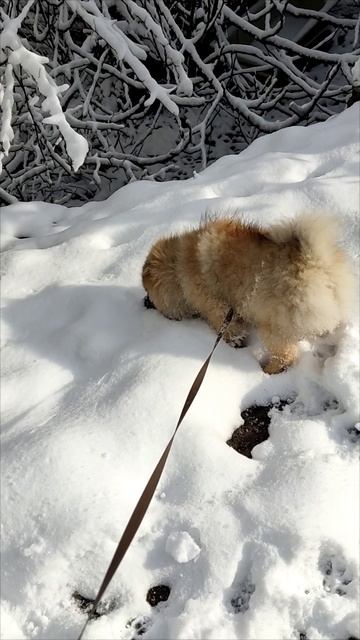 Ялта 💖💖💖 Мирочка кушает снег 😃😂🥰 смотреть онлайн