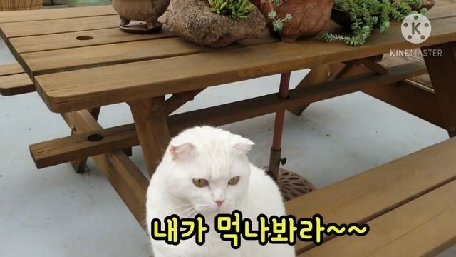 마당에서 야옹이랑 멍멍이랑 고추말리기!! 꿀잼~~ смотреть онлайн