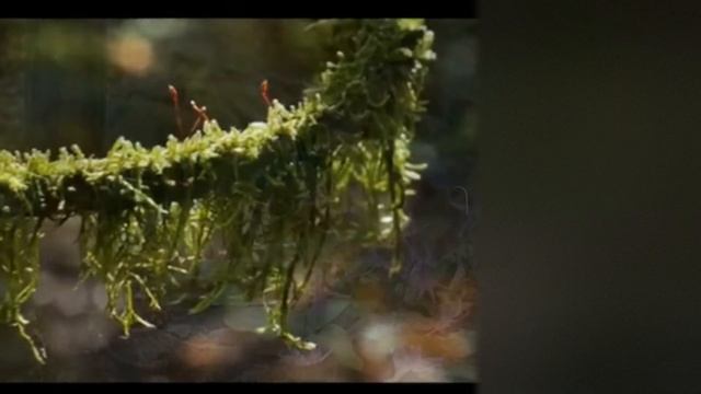 Sawfa nabqa huna lyrics | Arabic Nasheed | Gojol | গজল | Maria's Artistic Mind смотреть онлайн