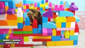 МЫ ПОЛУЧИЛИ ЗОЛОТУЮ КНОПКУ ! Челлендж Морская Свинка Бузя и Кузя Вера!!!