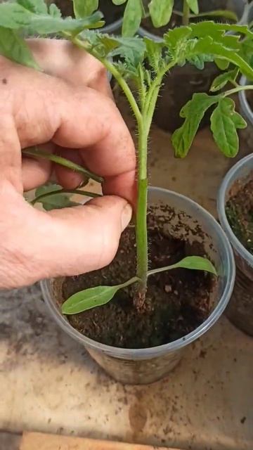 готовим рассаду томата смотреть онлайн