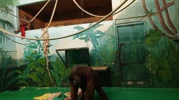 Интересное про орангутанов в зоопарке