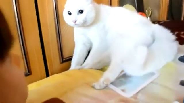 Кошка испугалась маски смотреть онлайн