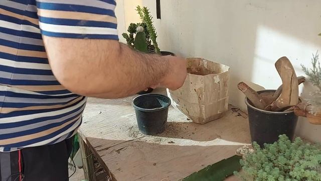 How to Reporting Super kabuto Cactus | A. Asterias Cactus