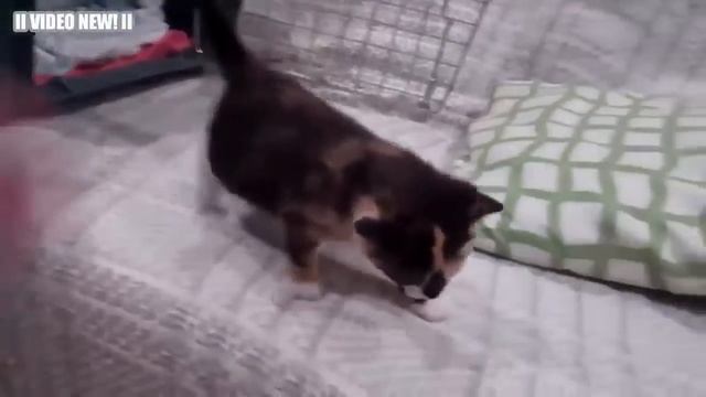 Забавные кошки и котята мяуканье Сборник 2017 NEW