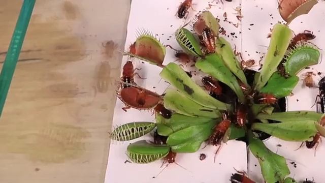 Сможет ли Мухоловка поймать быстрого Таракана смотреть онлайн