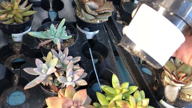 Let’s shop for succulents at Lowe’s in Lakeland Florida 3/24/19 смотреть онлайн