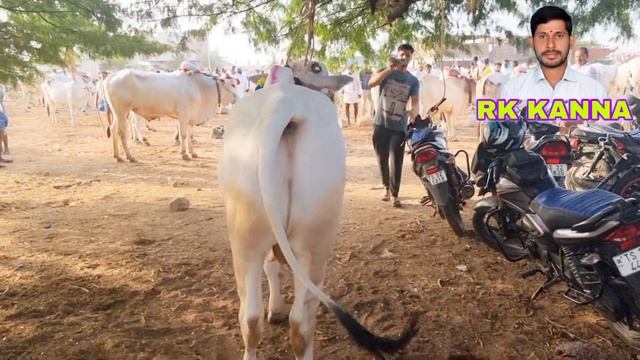 ongole bulls price in pebbair market-pebbair santa-pebbair bull market-pebbair cattle market-pebbai смотреть онлайн