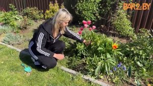 Цветник. Что делать с морозником после цветения и как за ним ухаживать